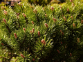 Pinus uncinata Compacta IMG_3911 Sosna hakowata